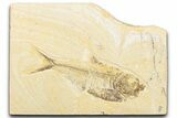 Bargain, Fossil Fish (Diplomystus) - Wyoming #346951-1